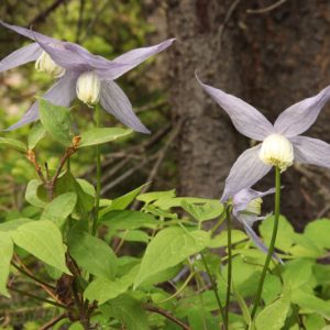 Clematis occidentalis, Blue Virgin's Bower, Rock Clematis, Western Blue Virginsbower, Purple Clematis, Atragene Clematis, group 1 clematis, blue clematis, Clematis Vine, Clematis Plant, Flower Vines, Clematis Flower, Clematis Pruning