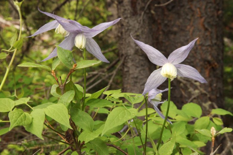 Clematis occidentalis, Blue Virgin's Bower, Rock Clematis, Western Blue Virginsbower, Purple Clematis, Atragene Clematis, group 1 clematis, blue clematis, Clematis Vine, Clematis Plant, Flower Vines, Clematis Flower, Clematis Pruning
