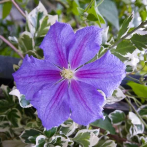 Clematis 'Perle d'Azur', blue clematis, group 3 clematis, Large-Flowered Clematis, Clematis Vine, Clematis Plant, Flower Vines, Clematis Flower, Clematis Pruning