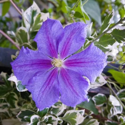 Clematis 'Perle d'Azur', blue clematis, group 3 clematis, Large-Flowered Clematis, Clematis Vine, Clematis Plant, Flower Vines, Clematis Flower, Clematis Pruning