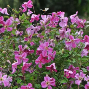 Clematis Pink Mink, Pink Mink Clematis, Clematis Viticella Pink Mink®, Clematis 'Krakowiak', group 3 clematis, Pink clematis, lavender clematis, Viticella clematis
