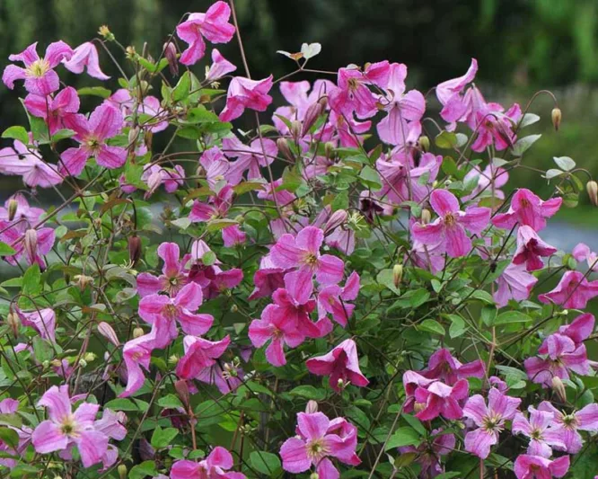Clematis Pink Mink, Pink Mink Clematis, Clematis Viticella Pink Mink®, Clematis 'Krakowiak', group 3 clematis, Pink clematis, lavender clematis, Viticella clematis