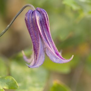 Clematis pitcheri, Purple Leatherflower, Purple Clematis, Leatherflower, Bluebill, Bellflower Clematis, Pitcher's Clematis, group 3 clematis, Purple Flowers