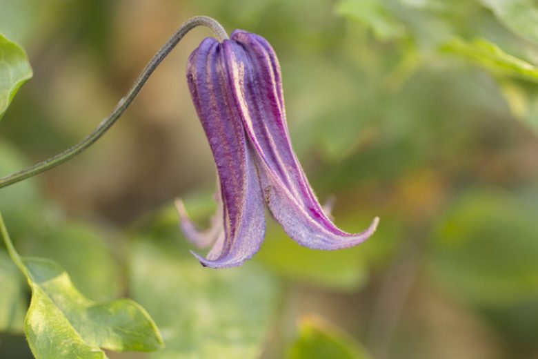 Clematis pitcheri, Purple Leatherflower, Purple Clematis, Leatherflower, Bluebill, Bellflower Clematis, Pitcher's Clematis, group 3 clematis, Purple Flowers