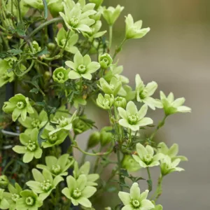 Clematis Pixie, Pixie Clematis , Evergreen Clematis, Winter Clematis, group 1 clematis, fragrant clematis, scented clematis, White clematis, disease resistant clematis
