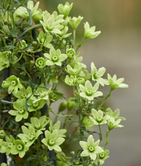 Clematis Pixie, Pixie Clematis , Evergreen Clematis, Winter Clematis, group 1 clematis, fragrant clematis, scented clematis, White clematis, disease resistant clematis
