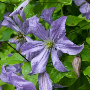 Clematis 'Prince Charles', blue clematis, group 3 clematis, AGM clematis, Large-Flowered Clematis, purple clematis, Clematis Vine, Clematis Plant, Flower Vines, Clematis Flower, Clematis Pruning
