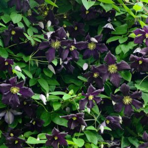 Clematis 'Romantika', Late Large-Flowered Clematis 'Romantika', group 3 clematis, purple clematis, violet clematis, Clematis Vine, Clematis Plant, Flower Vines, Clematis Flower, Clematis Pruning