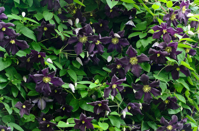 Clematis 'Romantika', Late Large-Flowered Clematis 'Romantika', group 3 clematis, purple clematis, violet clematis, Clematis Vine, Clematis Plant, Flower Vines, Clematis Flower, Clematis Pruning