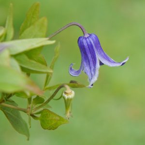 Clematis Rooguchi, Rooguchi Clematis, Integrifolia Clematis, group 3 clematis, purple clematis, blue clematis, Clematis Vine, Clematis Plant, Flower Vines, Clematis pruning