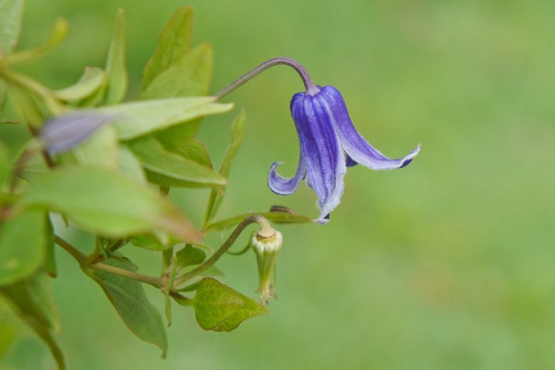 Clematis Rooguchi, Rooguchi Clematis, Integrifolia Clematis, group 3 clematis, purple clematis, blue clematis, Clematis Vine, Clematis Plant, Flower Vines, Clematis pruning