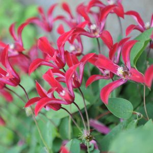 Clematis texensis, Scarlet Clematis, Scarlet Leatherflower, Texas Clematis, group 3 clematis, red clematis