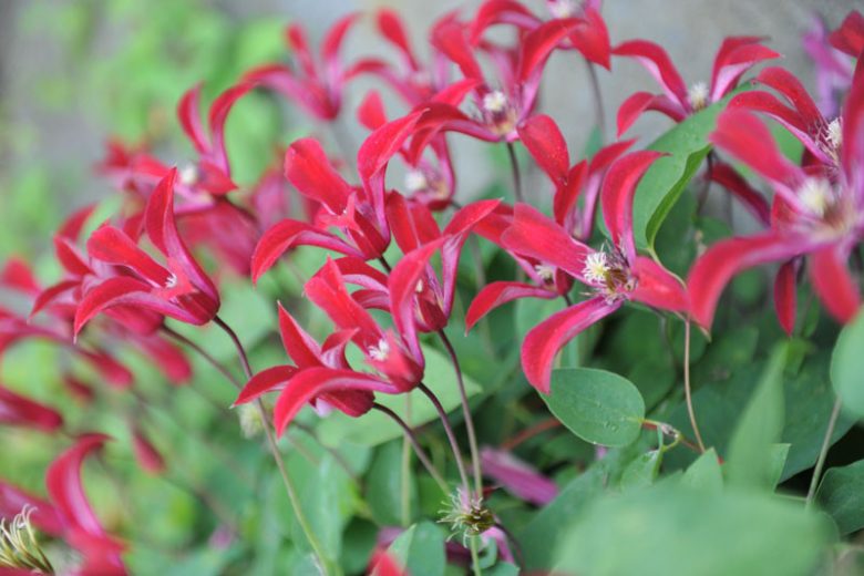 Clematis texensis, Scarlet Clematis, Scarlet Leatherflower, Texas Clematis, group 3 clematis, red clematis