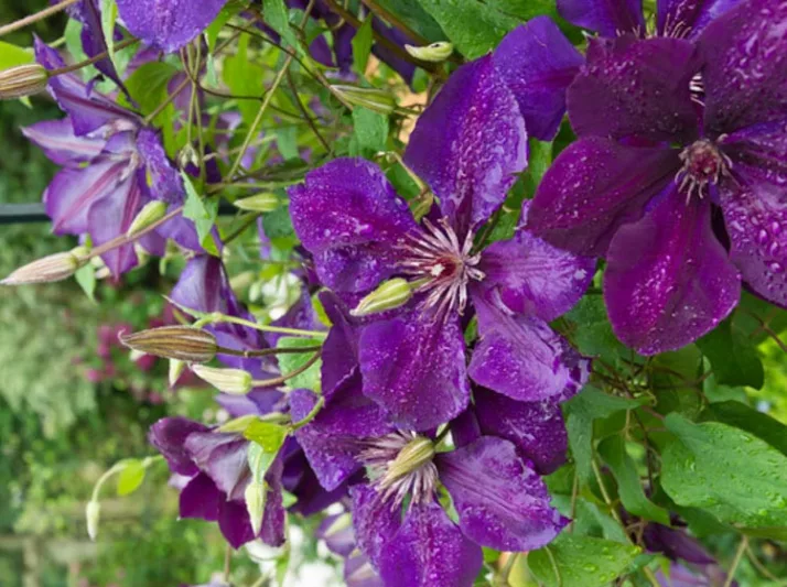 Clematis 'The President', Early Large-Flowered Clematis 'The President', group 2 clematis, purple clematis, Clematis Vine, Clematis Plant, Flower Vines, Clematis Flower, Clematis Pruning