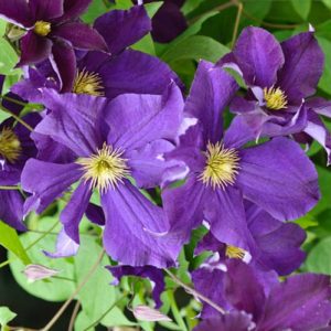 Clematis 'Viola', Late Large-Flowered Clematis 'Viola', Clematis Viticella 'Viola', Clematis 'Kiviviol', group 3 clematis, purple clematis, violet clematis, Clematis Vine, Clematis Plant, Flower Vines, Clematis Flower, Clematis Pruning