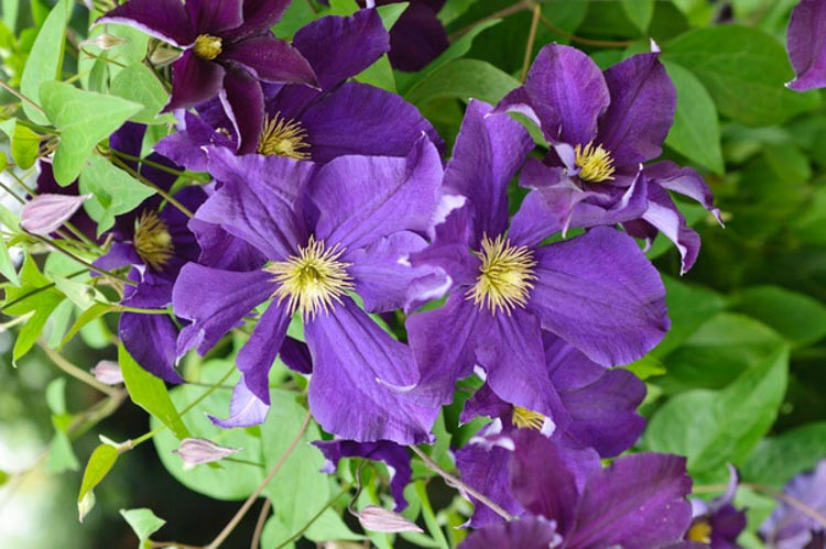 Clematis 'Viola', Late Large-Flowered Clematis 'Viola', Clematis Viticella 'Viola', Clematis 'Kiviviol', group 3 clematis, purple clematis, violet clematis, Clematis Vine, Clematis Plant, Flower Vines, Clematis Flower, Clematis Pruning