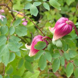Clematis viorna, Vasevine, Leatherflower, Blue Virgin's Bower, Leather Flower, Vase Vine, Bluebill, group 3 clematis, Purple Flowers