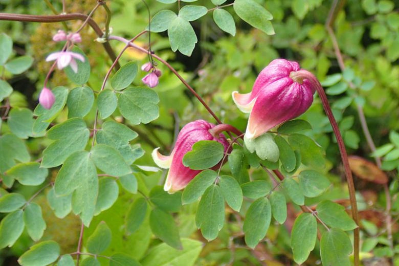 Clematis viorna, Vasevine, Leatherflower, Blue Virgin's Bower, Leather Flower, Vase Vine, Bluebill, group 3 clematis, Purple Flowers