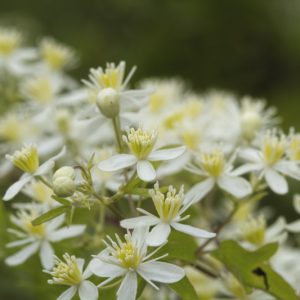 Clematis virginiana, Devil's Darning Needles, American Virgin's Bower, Leather Flower, Virgin's Bower, Old Man's Beard, Woodbine, Clematis virginiana var. missouriensis, White clematis, disease resistant clematis