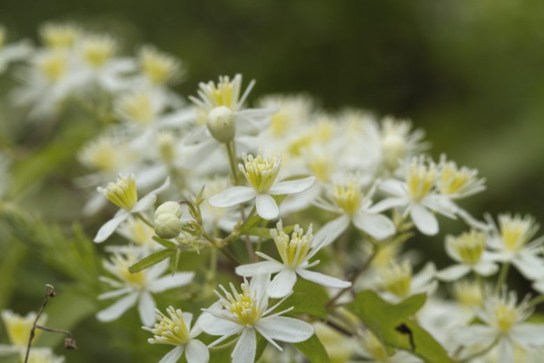 Clematis virginiana, Devil's Darning Needles, American Virgin's Bower, Leather Flower, Virgin's Bower, Old Man's Beard, Woodbine, Clematis virginiana var. missouriensis, White clematis, disease resistant clematis
