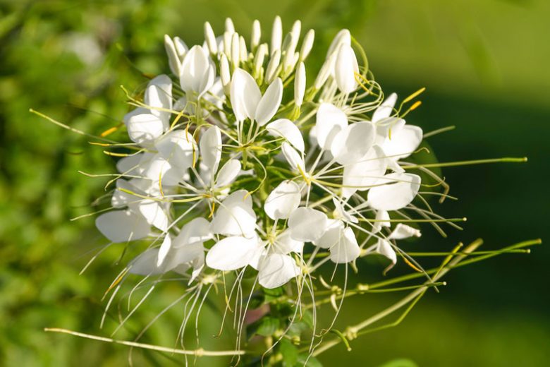Cleome Hassleriana 'Helen Campbell', Spider Flower 'Helen Campbell', Spider Plant 'Helen Campbell', Cleome spinosa 'Helen Campbell', Cleome 'Helen Campbell', Tall Annual Flowers, Tall Flowers, White annuals, White Flowers