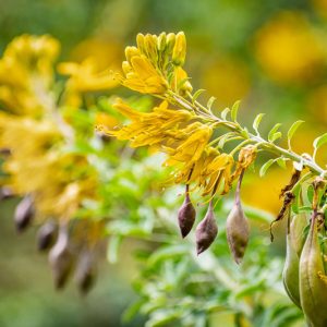 Cleome isomeris, Bladderpod, Bladderpod Spiderflower, Bladderbush, Burro-Fat, Isomeris arborea, Peritoma arborea, Yellow Shrub, Yellow Flowers