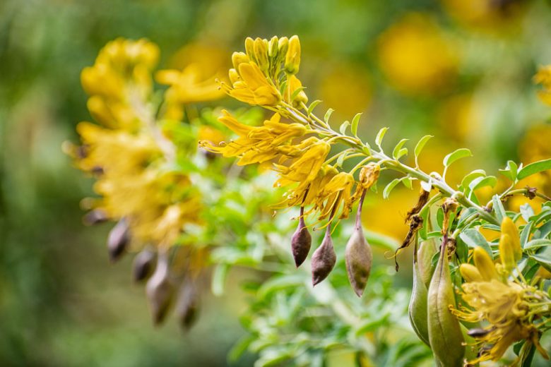 Cleome isomeris, Bladderpod, Bladderpod Spiderflower, Bladderbush, Burro-Fat, Isomeris arborea, Peritoma arborea, Yellow Shrub, Yellow Flowers