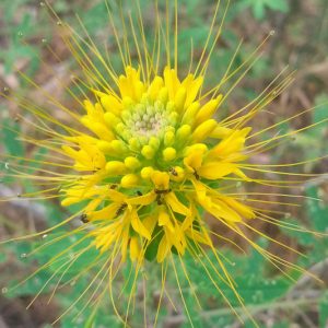 Cleome lutea, Yellow Spiderflower, Yellow Spider-flower, Yellow Beeplant, Yellow Caper, Golden Caper, Tall Annual Flowers, Tall Flowers, Yellow annuals, Yellow Flowers