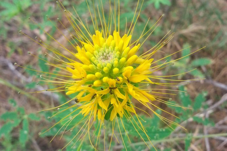 Cleome lutea, Yellow Spiderflower, Yellow Spider-flower, Yellow Beeplant, Yellow Caper, Golden Caper, Tall Annual Flowers, Tall Flowers, Yellow annuals, Yellow Flowers