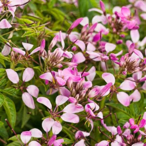 Cleome Pequeña Rosalita, Spider Flower Pequeña Rosalita®, Spider Plant Pequeña Rosalita®, Cleome hybrid 'INCLENINRO'', Tall Annual Flowers, Tall Flowers, Pink annuals, Pink Flowers