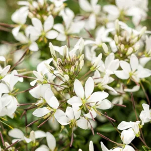 Cleome Senorita Blanca, Spider Flower Señorita Blanca®, Spider Plant Señorita Blanca®, Cleome hybrid 'INCLESBIMP', Tall Annual Flowers, Tall Flowers, White annuals, White Flowers