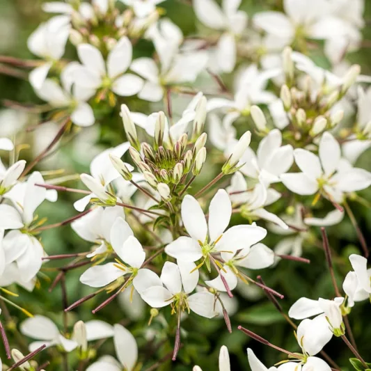 Cleome Senorita Blanca, Spider Flower Señorita Blanca®, Spider Plant Señorita Blanca®, Cleome hybrid 'INCLESBIMP', Tall Annual Flowers, Tall Flowers, White annuals, White Flowers