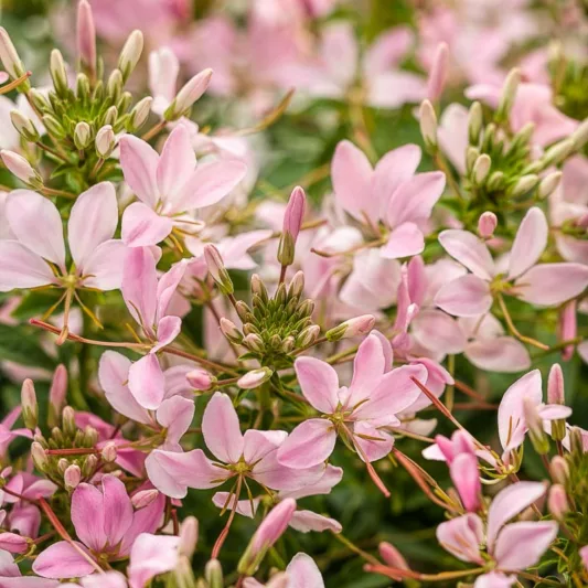 Cleome Senorita Mi Amor, Spider Flower Señorita Mi Amor®, Spider Plant Señorita Mi Amor®, Cleome hybrid 'INCLESRCAR', Tall Annual Flowers, Tall Flowers, Pink annuals, Pink Flowers