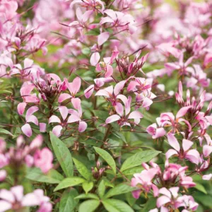 Cleome Hassleriana Senorita Rosalita, Spider Flower Senorita Rosalita, Spider Plant Senorita Rosalita, Cleome hybrid 'Inncleosr', Tall Annual Flowers, Tall Flowers, Pink annuals, Pink Flowers
