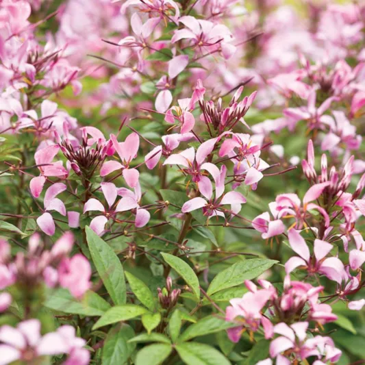 Cleome Hassleriana Senorita Rosalita, Spider Flower Senorita Rosalita, Spider Plant Senorita Rosalita, Cleome hybrid 'Inncleosr', Tall Annual Flowers, Tall Flowers, Pink annuals, Pink Flowers