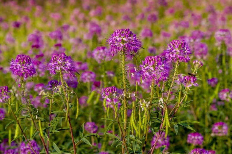 Cleome serrulata, Rocky Mountain Beeplant, Skunkweed, Waa, Tall Annual Flowers, Tall Flowers, Pink annuals, Pink Flowers, Purple annuals, Purple flowers