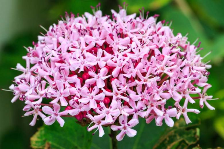 Clerodendrum bungei,Rose Glory Bower, Glory Bower, Glory Flower, Cashmere Bouquet, Mexicali Rose, Mexican Hydrangea, Flowering Shrubs, Fragrant shrub, Pink flowers