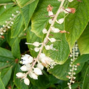 Clethra acuminata, Mountain Pepperbush, Mountain Sweet Pepperbush, Cinnamon Clethra, Fragrant Shrub, White Flowers