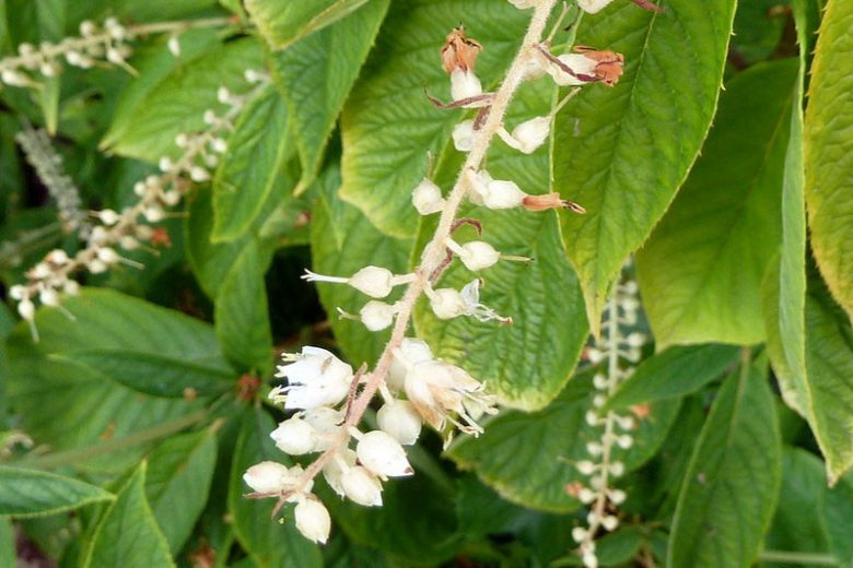 Clethra acuminata, Mountain Pepperbush, Mountain Sweet Pepperbush, Cinnamon Clethra, Fragrant Shrub, White Flowers