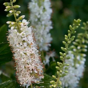 Clethra Alnifolia VANILLA SPICE,  Sweet Pepper Bush VANILLA SPICE, Sweet Pepperbush VANILLA SPICE, Summer Sweet VANILLA SPICE, Summersweet VANILLA SPICE