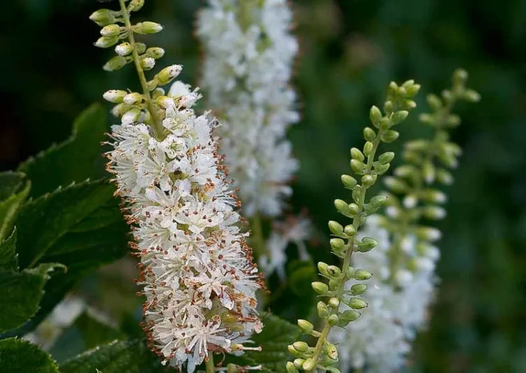 Clethra Alnifolia VANILLA SPICE,  Sweet Pepper Bush VANILLA SPICE, Sweet Pepperbush VANILLA SPICE, Summer Sweet VANILLA SPICE, Summersweet VANILLA SPICE