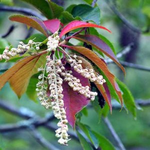 Clethra barbinervis, Japanese Clethra, Japanese Sweet Shrub, Fragrant Shrub, White Flowers