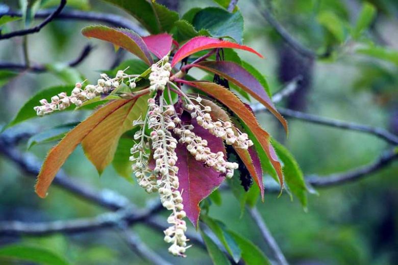Clethra barbinervis, Japanese Clethra, Japanese Sweet Shrub, Fragrant Shrub, White Flowers
