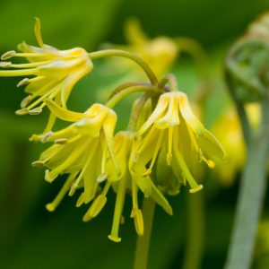 Clintonia borealis, Bluebead, Blue Bead, Yellow Bluebead Lily, Blue-Bead Lily, Bluebead Lily, Clintonia, Clinton's Lily, Corn Lily, Dracaena borealis, Yellow flowers, shade perennials