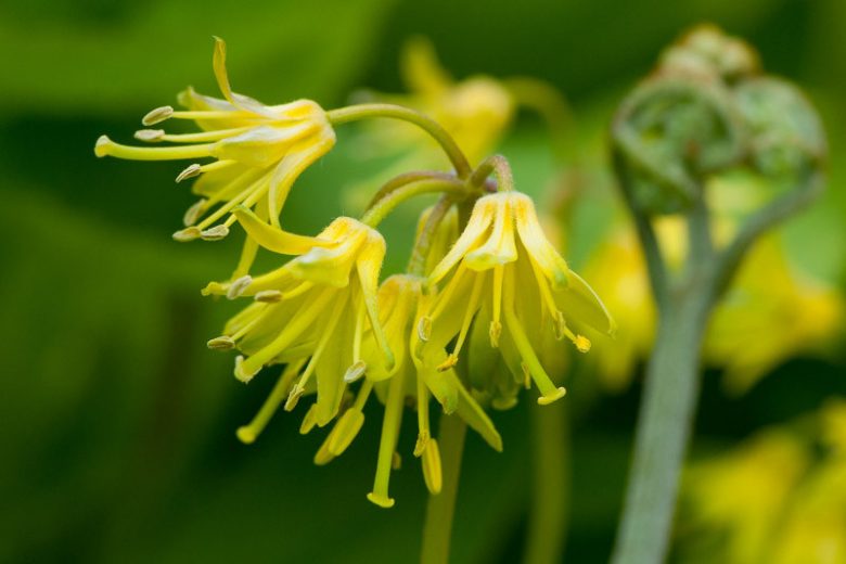 Clintonia borealis, Bluebead, Blue Bead, Yellow Bluebead Lily, Blue-Bead Lily, Bluebead Lily, Clintonia, Clinton's Lily, Corn Lily, Dracaena borealis, Yellow flowers, shade perennials