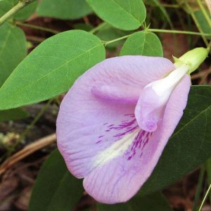 Clitoria mariana, Atlantic Pigeon Wings, Atlantic Pigeonwings, Butterfly Pea, Martiusia mariana, Purple Flowers, Perennial flowers