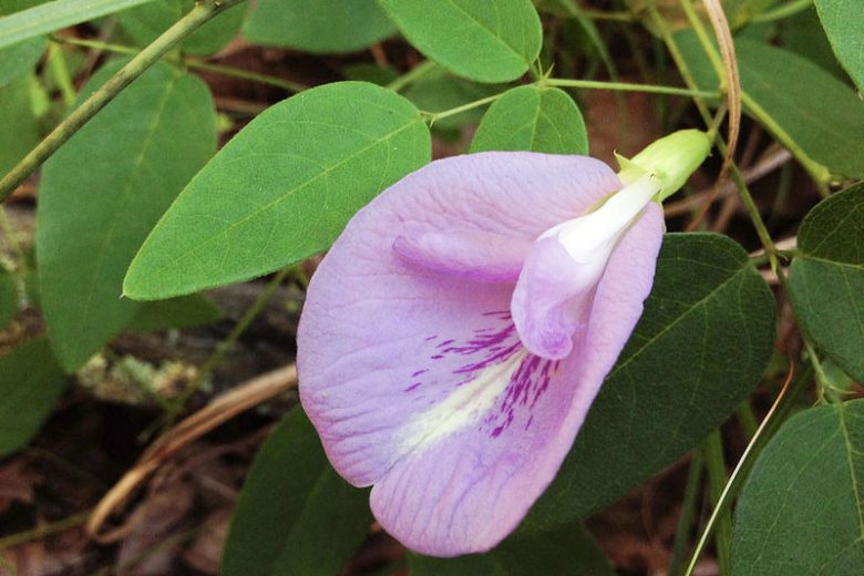 Clitoria mariana, Atlantic Pigeon Wings, Atlantic Pigeonwings, Butterfly Pea, Martiusia mariana, Purple Flowers, Perennial flowers