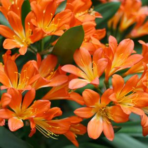 Clivia miniata, Natal Lily, Kaffir Lily, Bush Lily, Evergreen Perennials, Orange Flowers