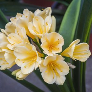 Clivia miniata var. citrina, Lemon-Colored Natal Lily, Yellow Clivia, Evergreen Perennials, Yellow Flowers