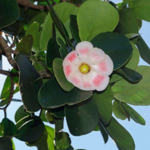 Clusia rosea, Scotch Attorney, Pitch-Apple, Autograph Tree, Florida Native Plant, Florida Native Tree, Evergreen Tree